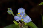 Spiderwort